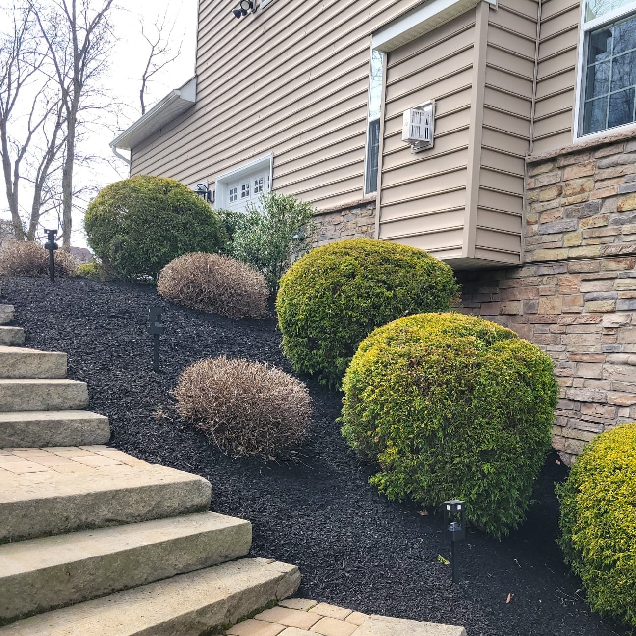 Professional residential landscaping by Fox Landscaping featuring fresh black mulch, manicured globe shrubs, and stone steps on a sloped entryway. Professional residential landscaping by Fox Landscaping featuring fresh black mulch, manicured globe shrubs, and stone steps on a sloped entryway.