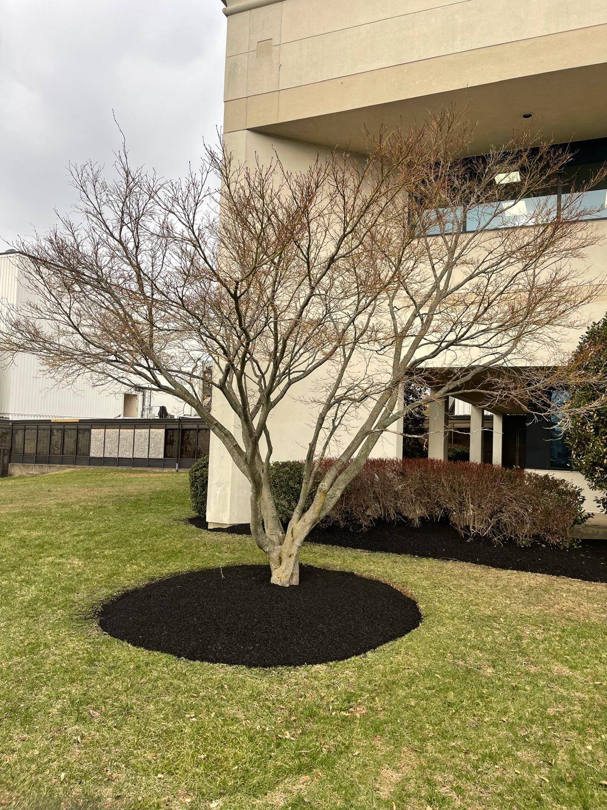 Commercial tree mulching and lawn maintenance services by Fox Landscaping featuring clean, edged mulch rings to protect tree roots. Commercial tree mulching and lawn maintenance services by Fox Landscaping featuring clean, edged mulch rings to protect tree roots.