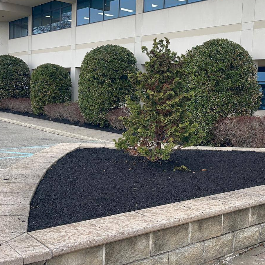 Raised stone retaining wall with a freshly mulched garden bed, pristine evergreen shrubs, and commercial building landscape maintenance.