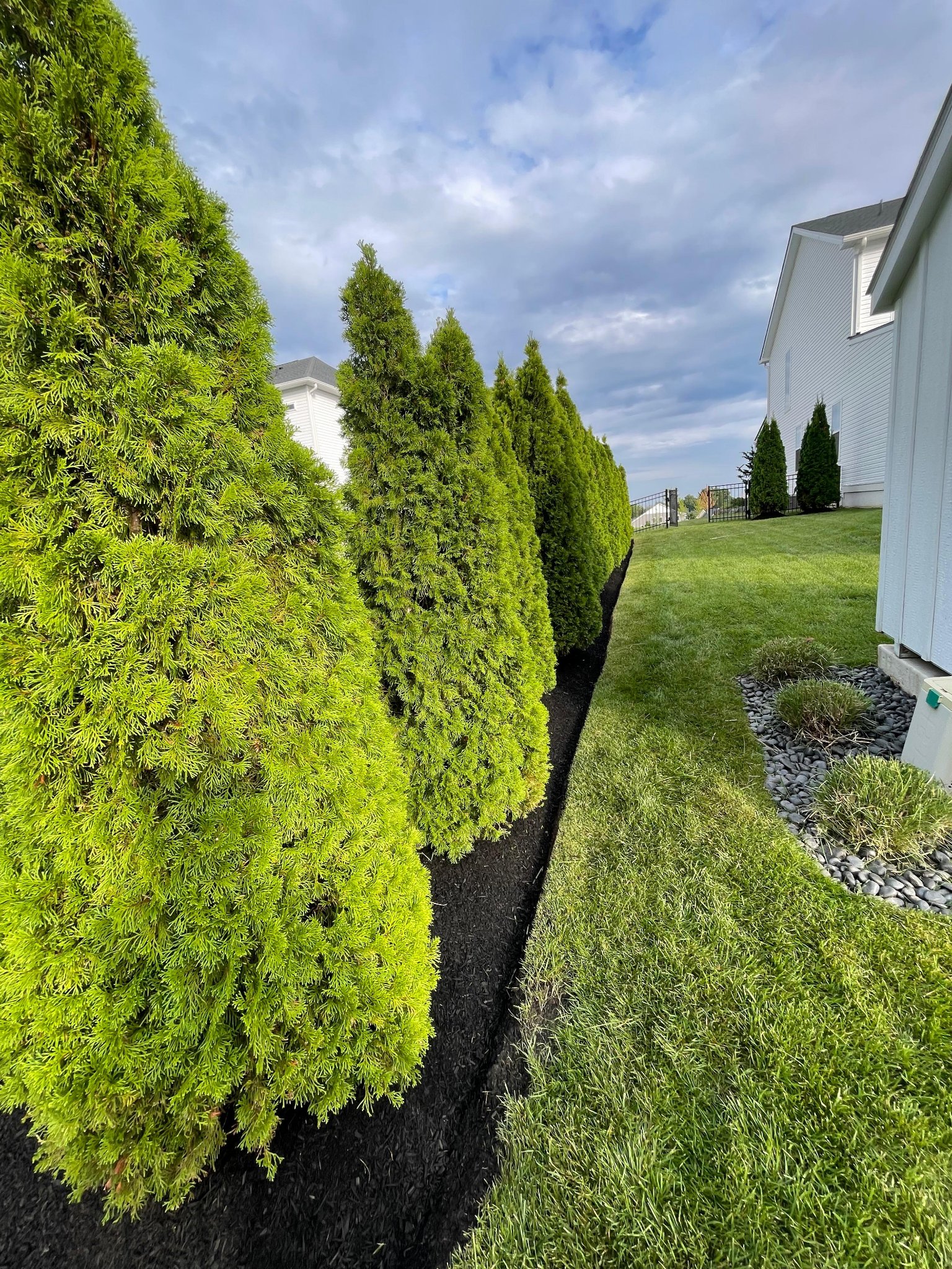 Privacy Hedge & Mulch